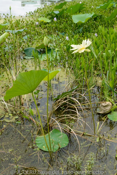 Brazos Bend State Park, TX, USA